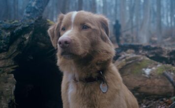 Indy as Indy in Good Boy, directed by Ben Leonberg. Copyright: Vertigo Releasing. All Rights Reserved.